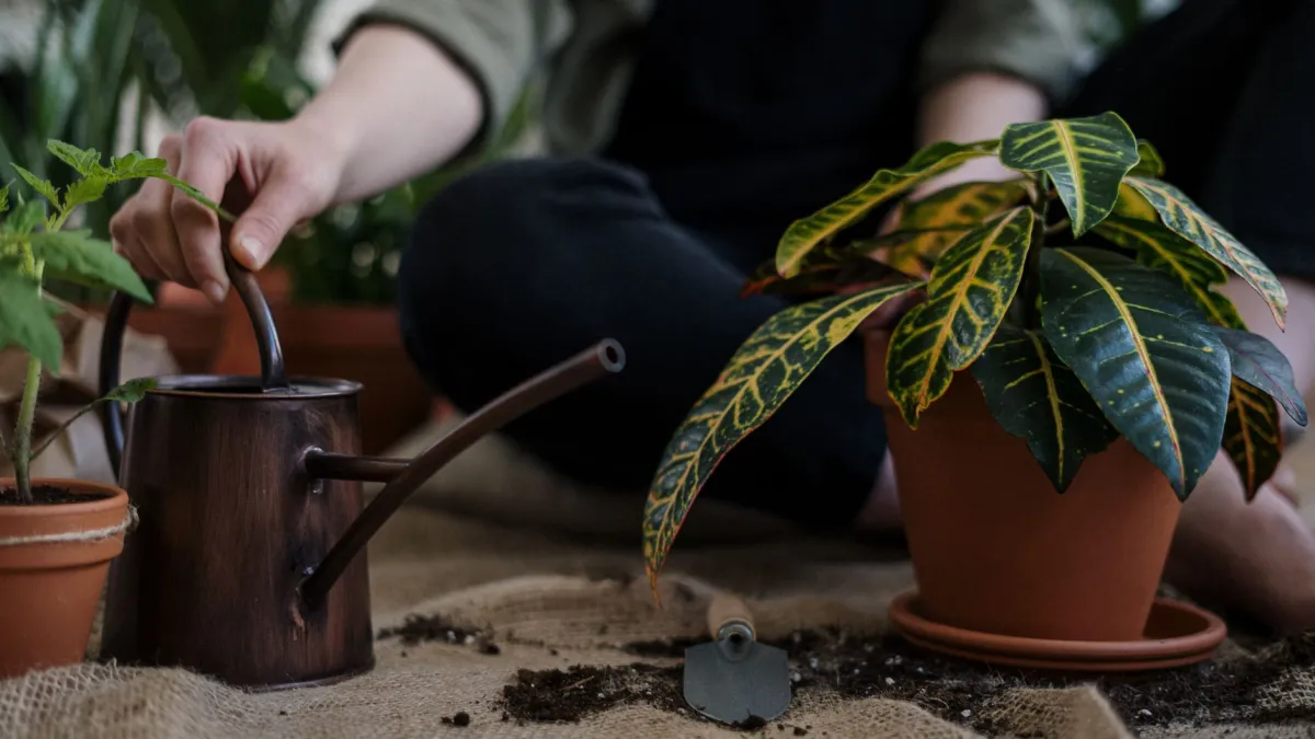 Mãos segurando um regador despejando água em um vaso de planta, simulando a lavagem do solo para remover excesso de adubo.