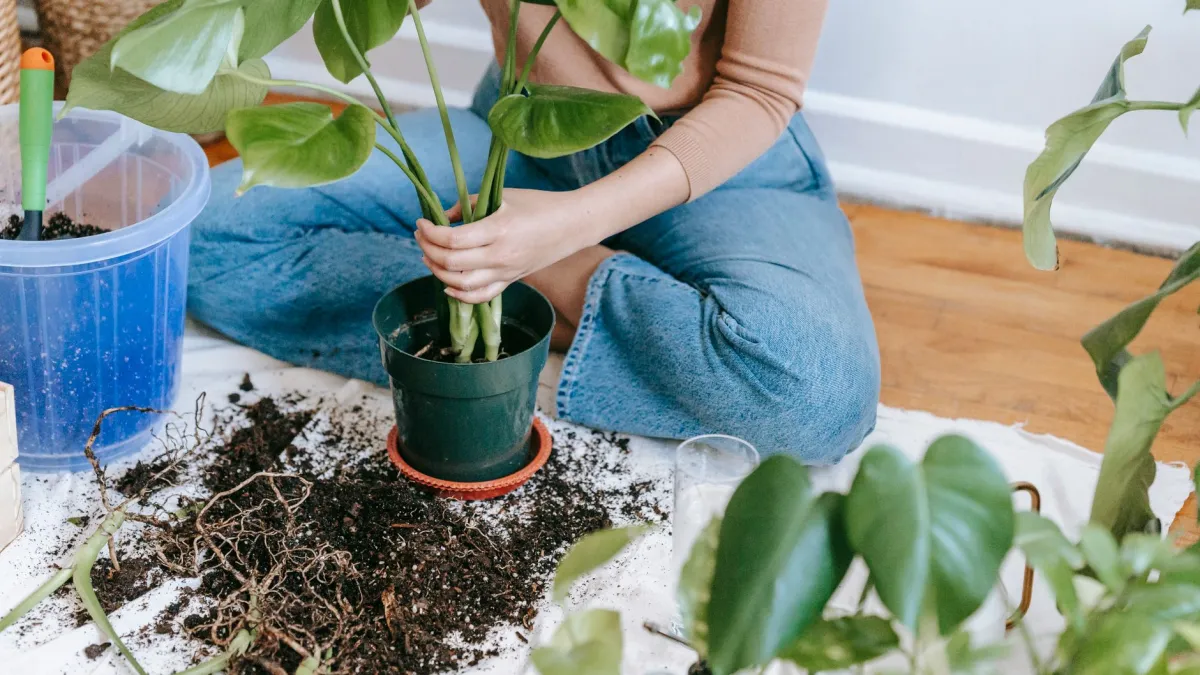Mãos soltando delicadamente o torrão de terra de uma planta antes de transplantá-la