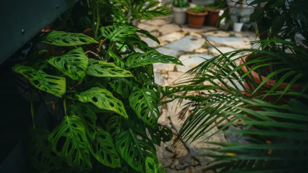 Monstera Adansonii em um vaso, mostrando suas folhas recortadas características.
