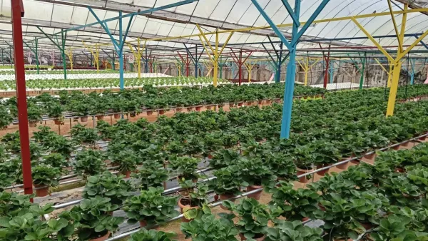 Morangos fatiados dispostos em uma grade para secar em ambiente interno.