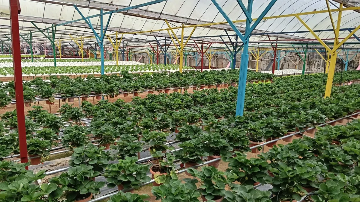 Morangos fatiados dispostos em uma grade para secar em ambiente interno.