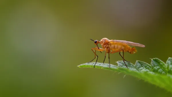 Mosquitinhos pretos voando sobre o substrato úmido de um vaso de planta em um ambiente interno.