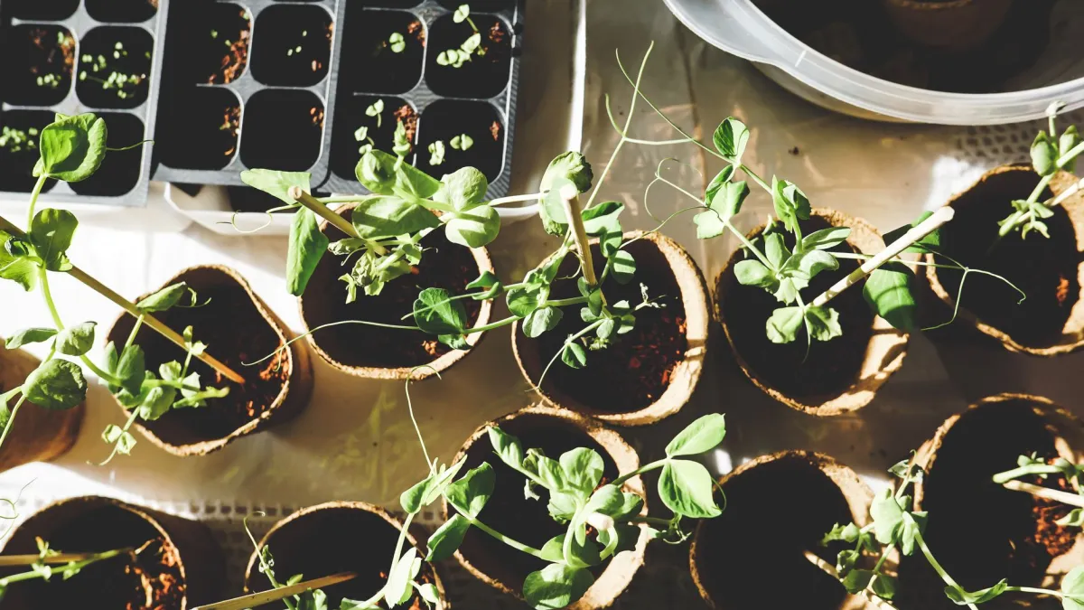 Muda de planta com raízes começando a aparecer nos furos de drenagem do vaso.