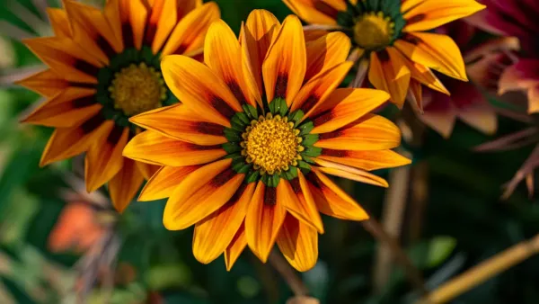 Muitas flores coloridas e vibrantes desabrochando sob a luz forte do sol, com pétalas vibrantes e folhas verdes.