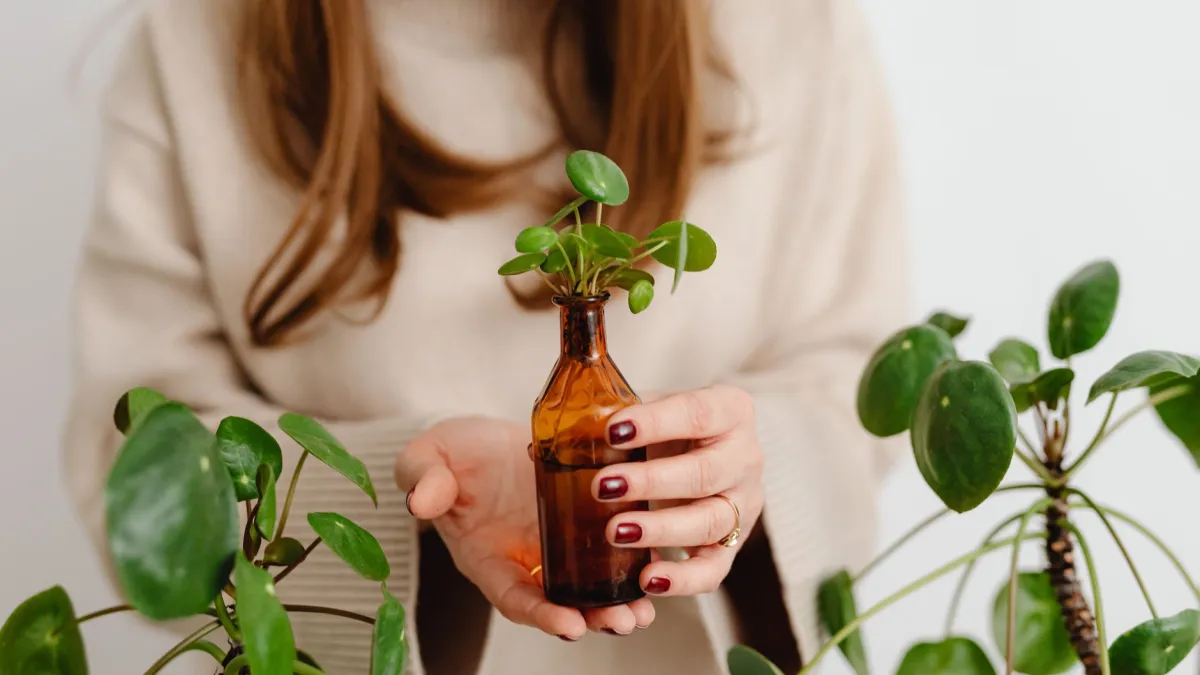 Mulher regando planta peperômia por imersão, permitindo que o substrato absorva a água.