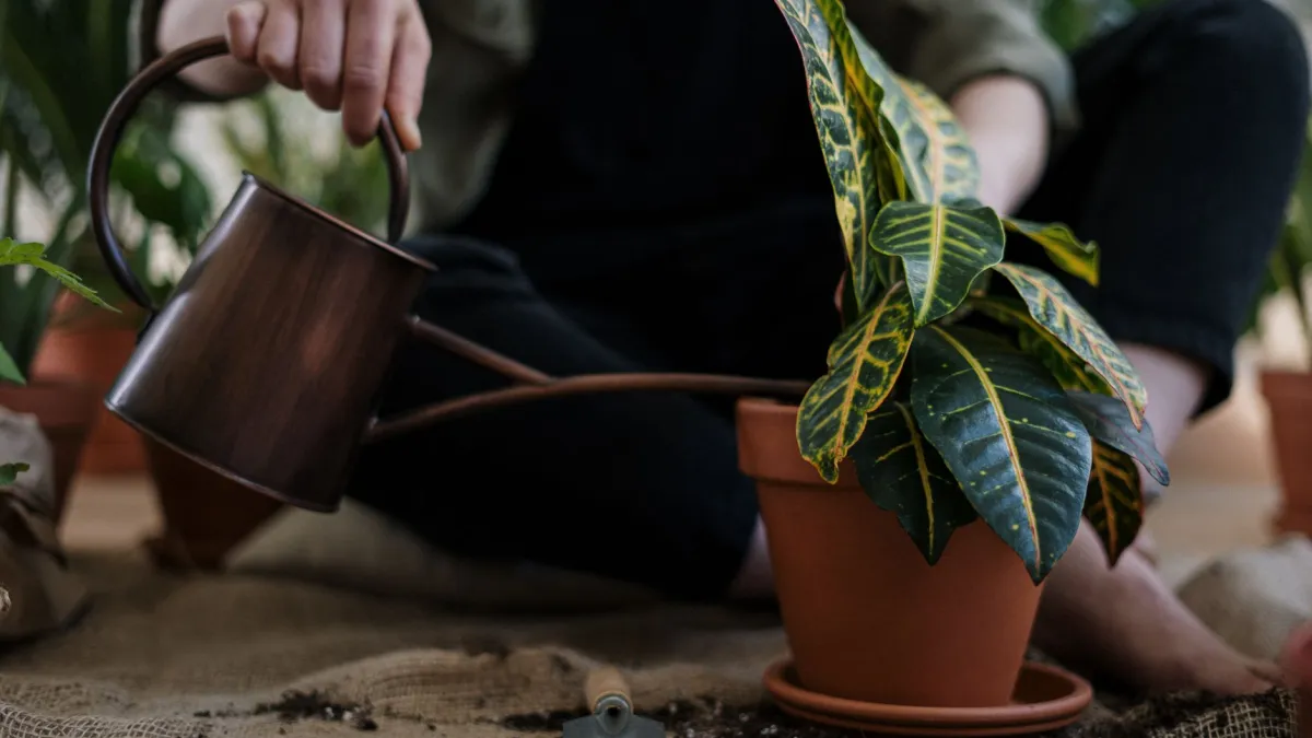 Mulher regando uma planta em vaso, observando a água escorrer.