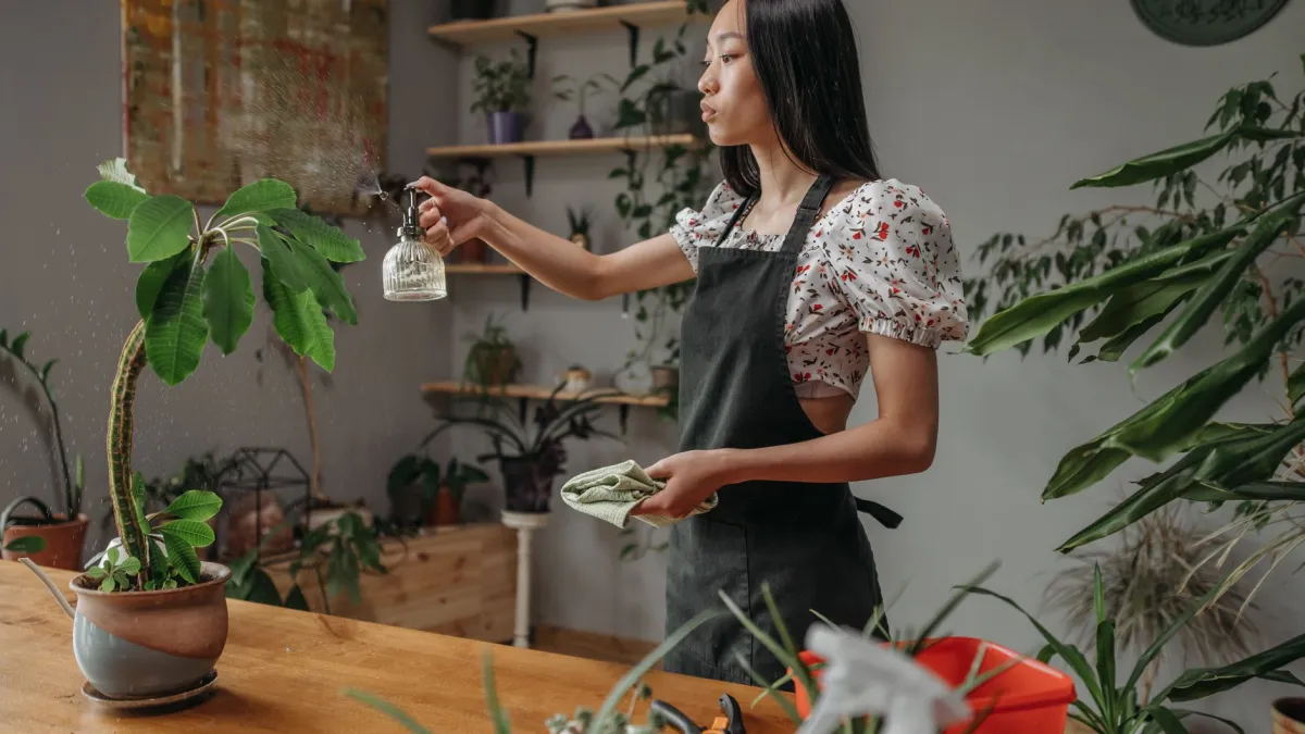 Mulher regando uma planta em vaso seco por imersão, técnica para reidratação de plantas severamente desidratadas