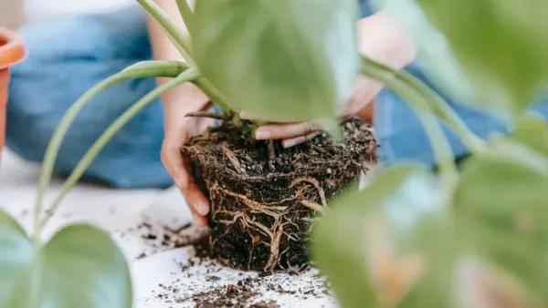 Mulher transplantando uma planta com terra nova em um vaso