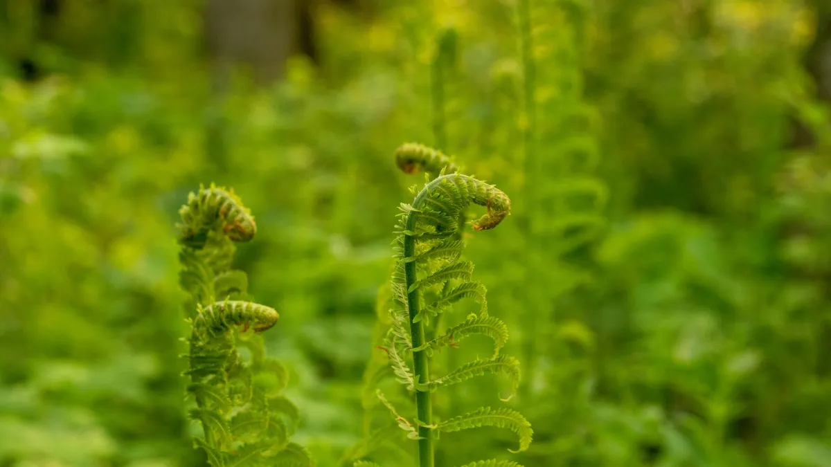 Novas folhas verdes e saudáveis começando a brotar em uma planta recuperada
