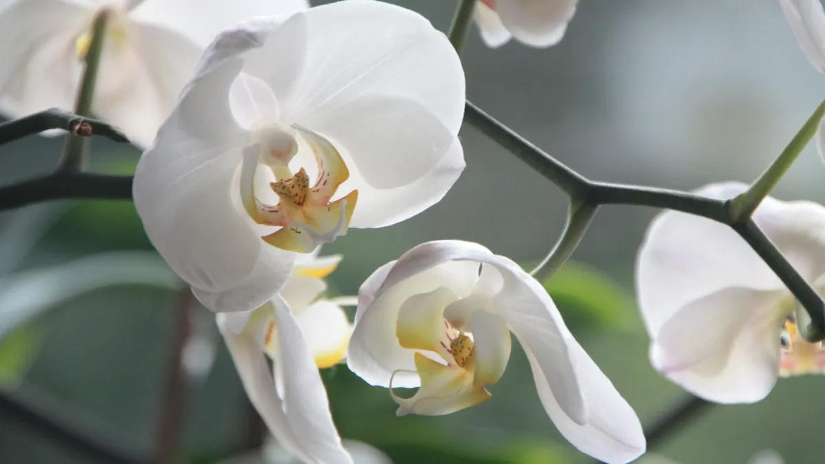 Orquídeas delicadas em tons de branco e rosa, com suas flores abertas e elegantes em um galho.