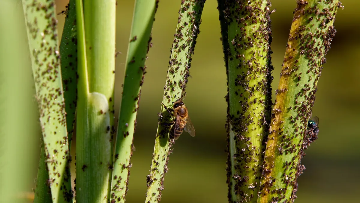 Pequenos pulgões agrupados em um caule de ranúnculo