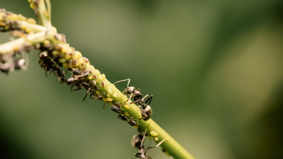 Pequenos pulgões em um caule de manjericão