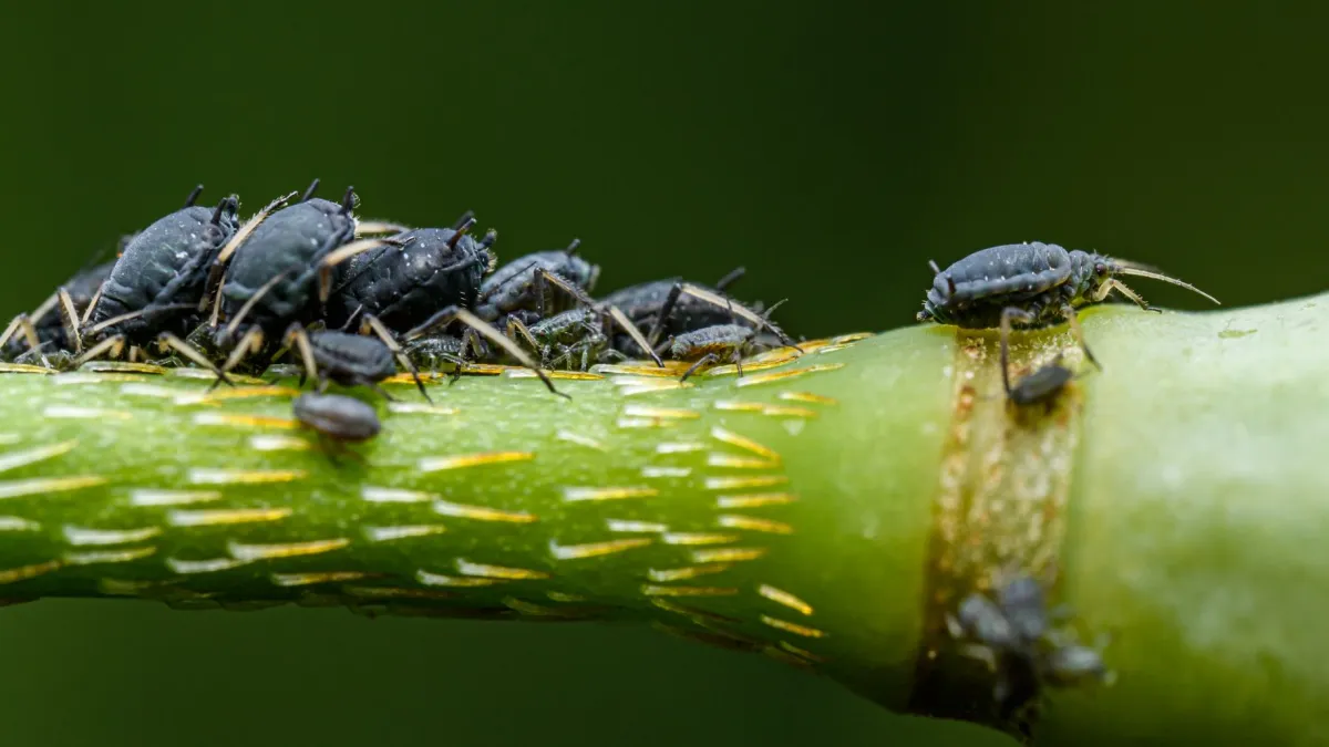 Pequenos pulgões verdes agrupados em um caule e na parte inferior de folhas de planta.