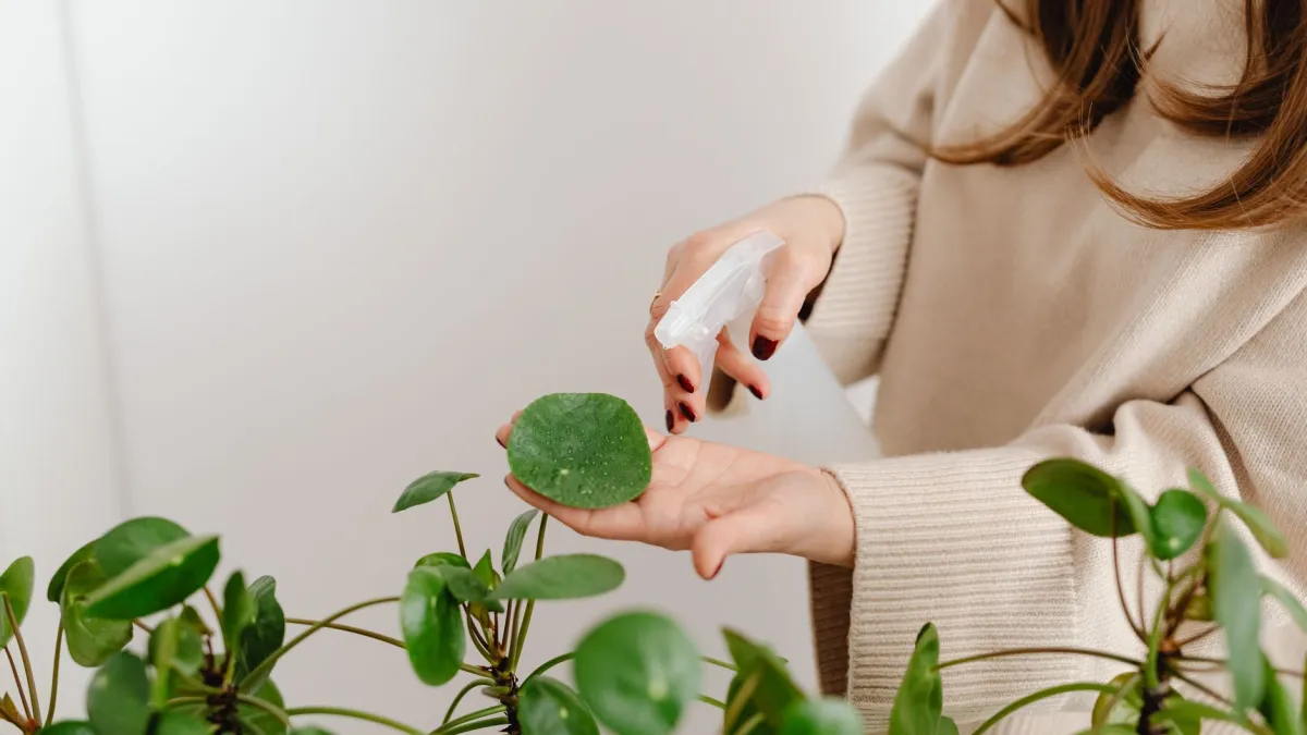 Pessoa borrifando uma solução nas folhas de uma planta para combater fungos