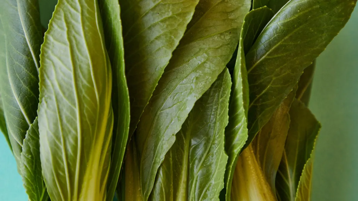 Pessoa colhendo folhas de pak choi diretamente do canteiro.