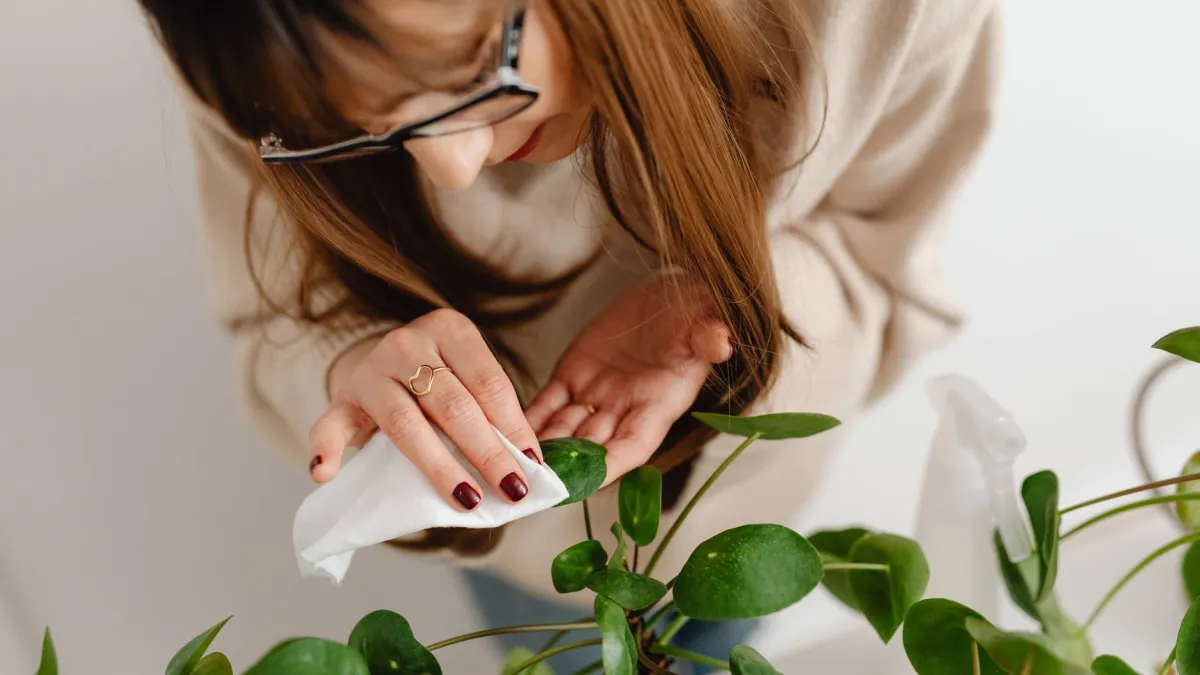 Pessoa limpando delicadamente as folhas de uma planta de interior com um pano úmido para remover poeira.