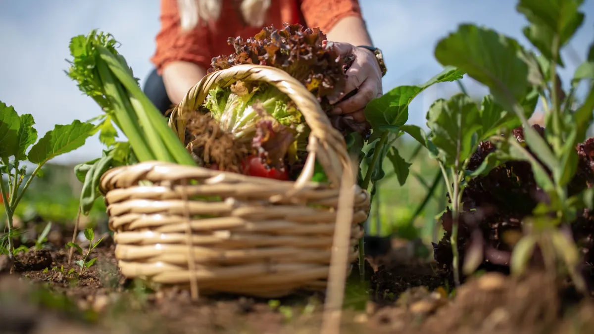 Pessoa regando plantas de salsão em um local com sombra