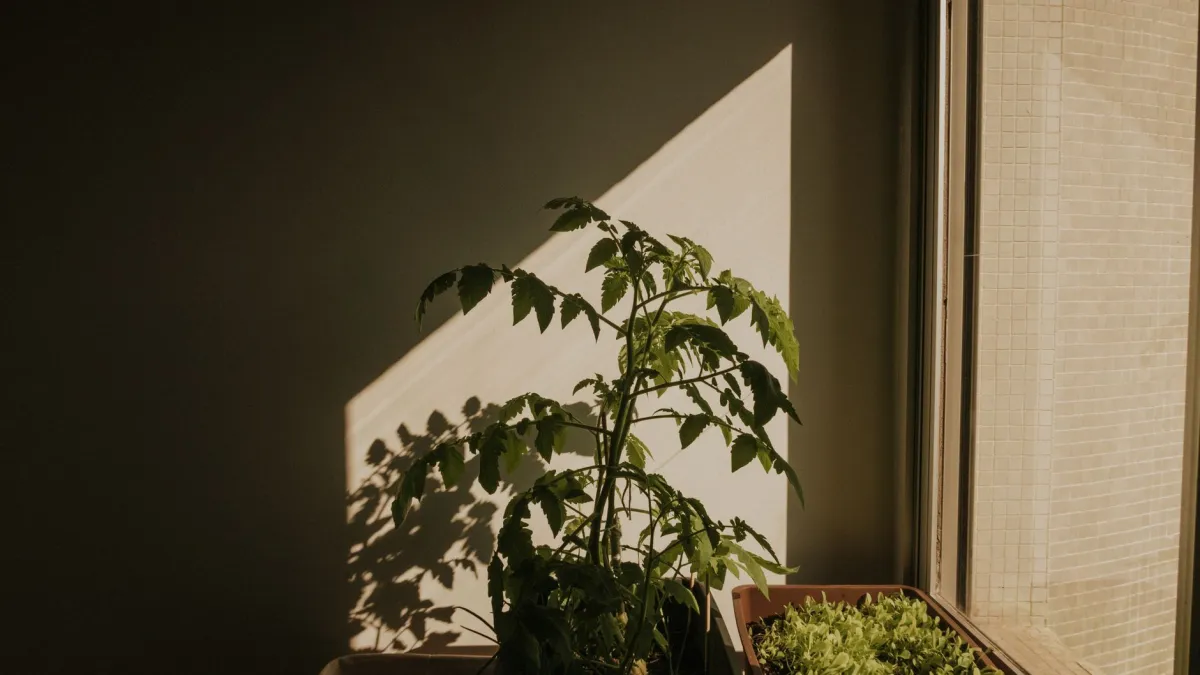 Pessoa regando um pé de tomate em vaso em uma varanda