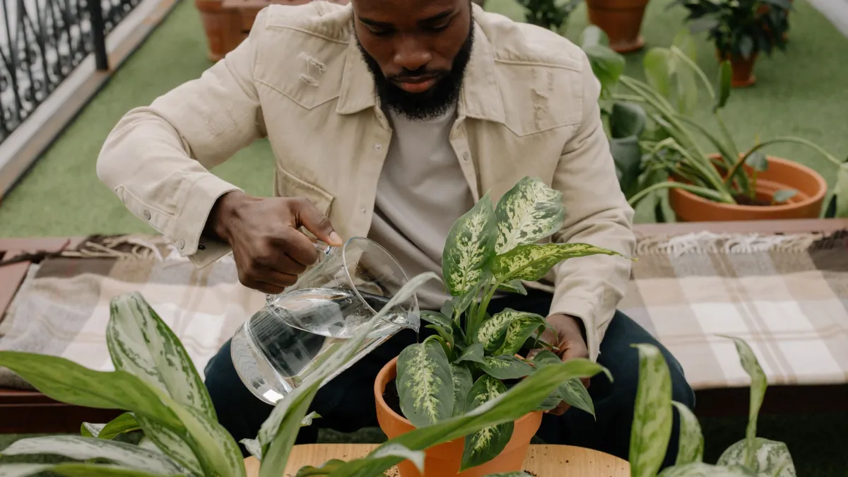 Pessoa regando uma planta Aglaonema com um regador, demonstrando cuidado com a umidade.