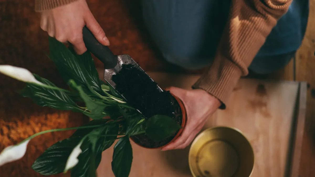 Pessoa verificando a umidade do solo de uma planta em vaso