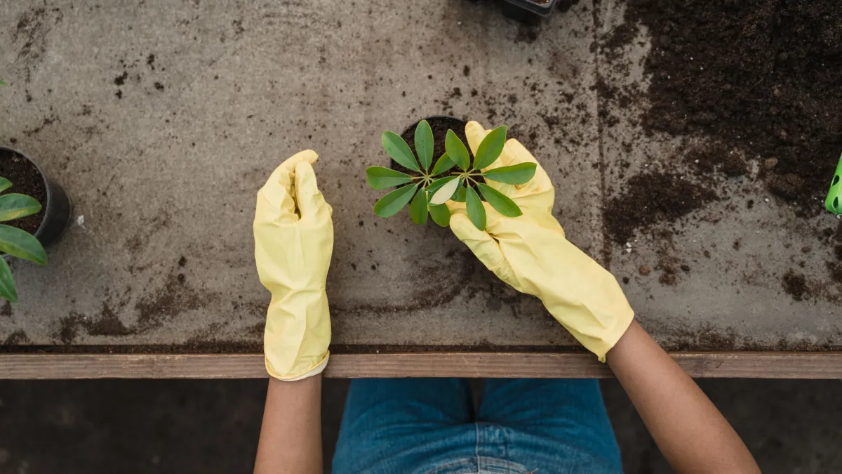 Pessoa verificando a umidade do solo em um vaso de planta com o dedo