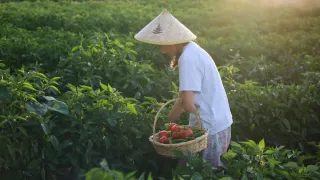 Pimenta biquinho vermelha e brilhante em um ramo, indicando que está pronta para a colheita.