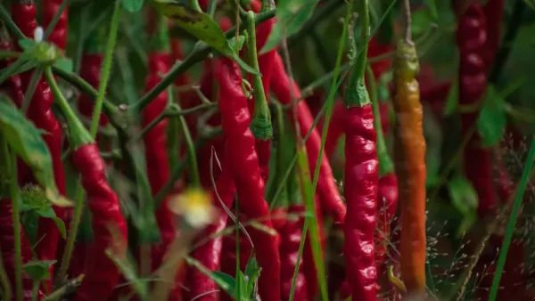 Pimenta dedo de moça vermelha e madura em um galho de planta