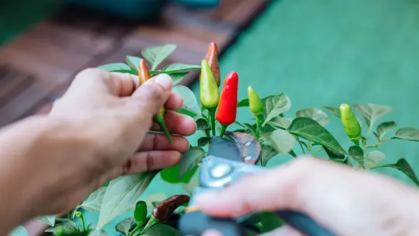 Pimenteira com frutos vermelhos crescendo em um vaso em uma varanda ensolarada