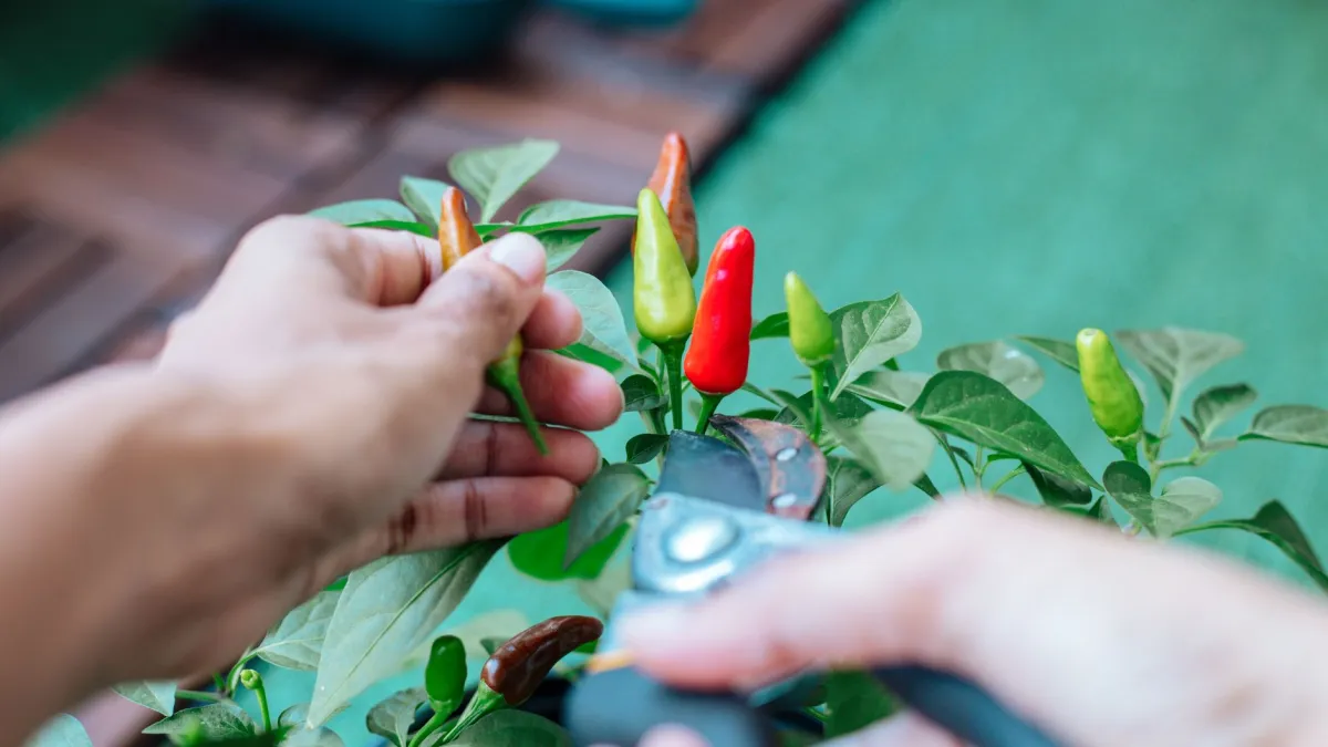 Pimenteira com frutos vermelhos crescendo em um vaso em uma varanda ensolarada