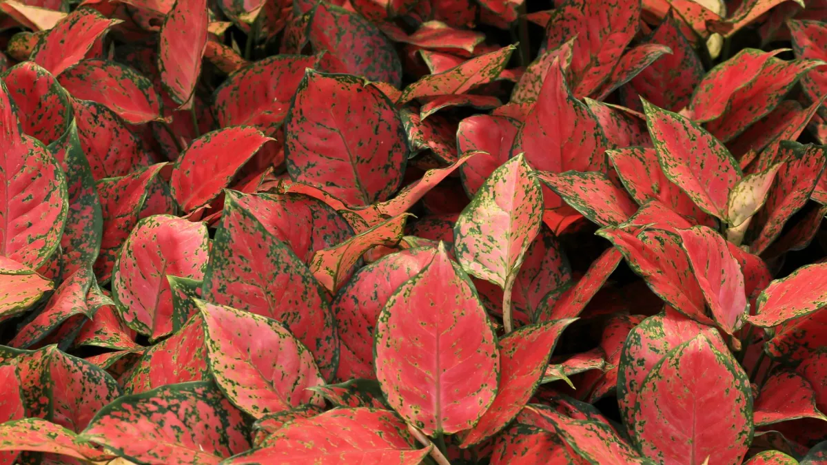 Planta Aglaonema com folhas verdes e variegadas em um ambiente interno com luz natural suave.