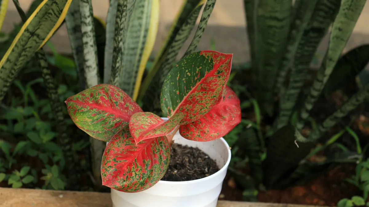 Planta Aglaonema em um vaso decorativo sobre um suporte, posicionada em um ambiente interno.