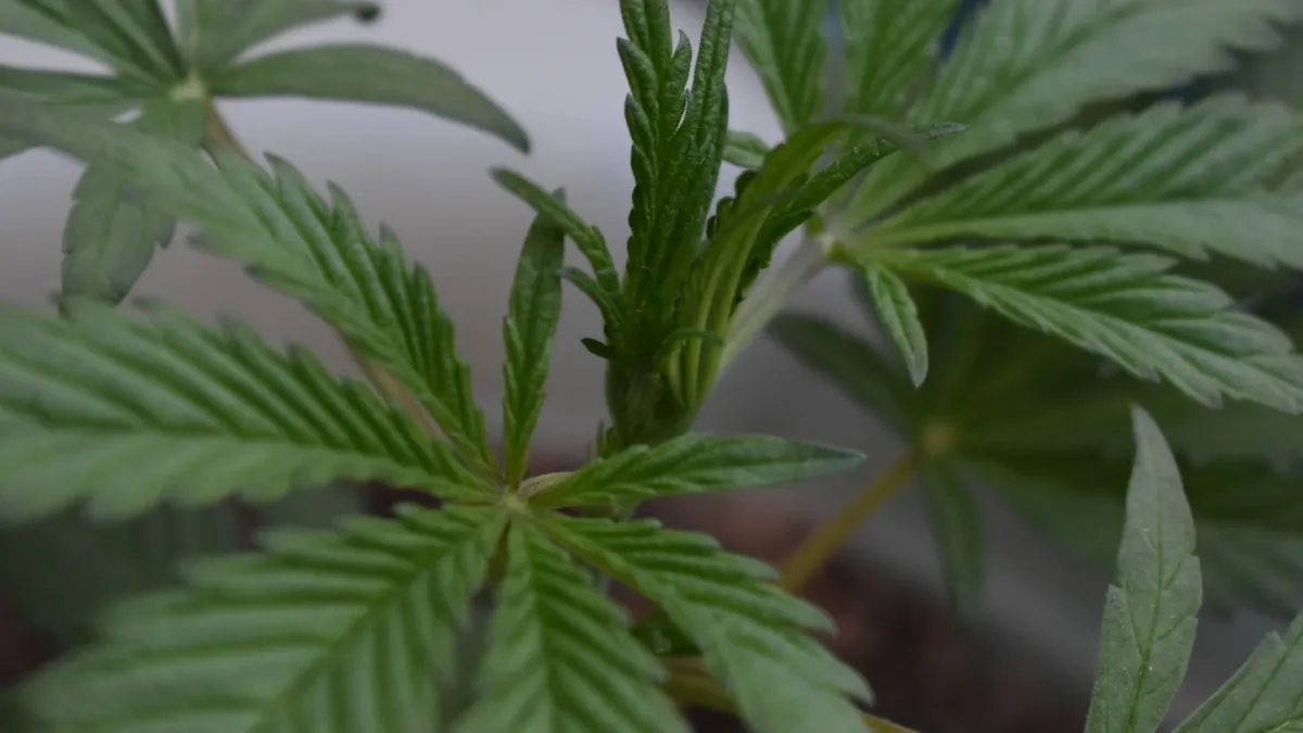 Planta com crescimento visivelmente lento e folhas pequenas
