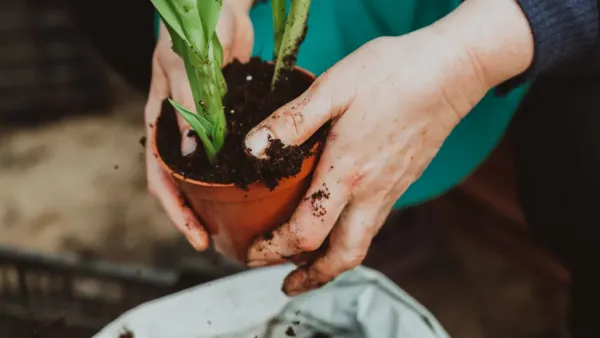 Planta com folhas verdes vibrantes em um vaso com terra solta e saudável.