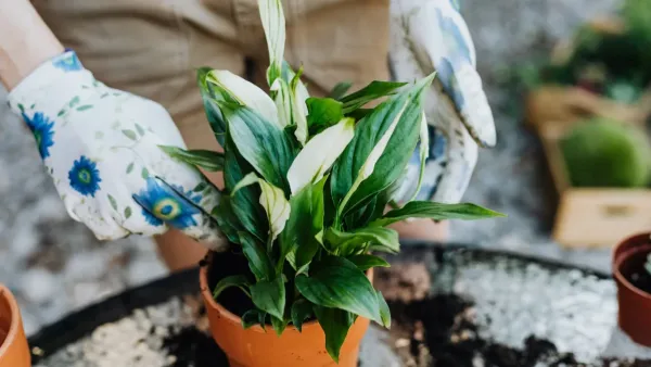 Planta de açafrão-da-terra com folhas verdes vibrantes crescendo em um vaso