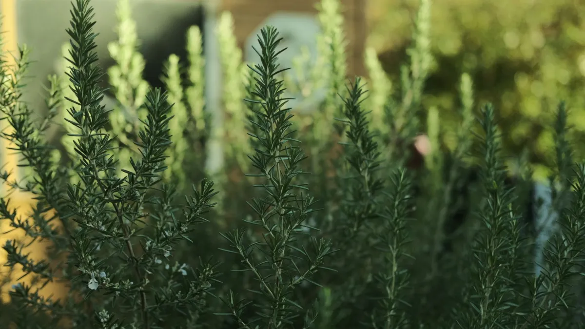 Planta de alecrim viçosa recebendo luz solar direta em um jardim.
