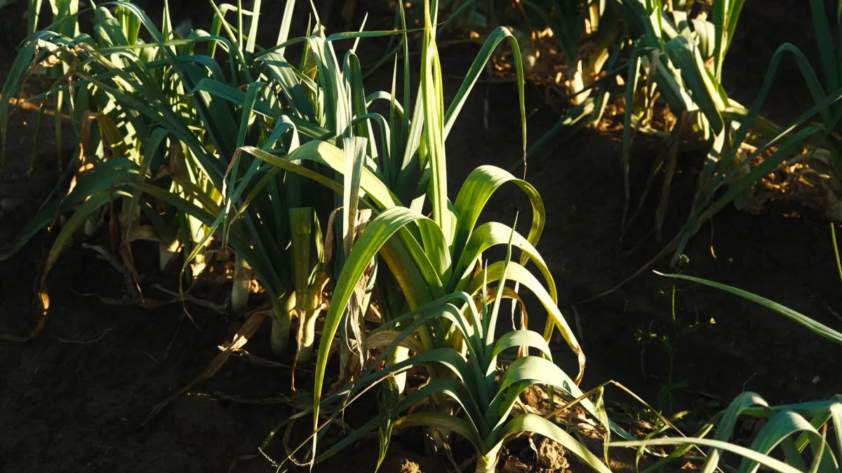 Planta de alho-poró murcha no solo de um canteiro de horta
