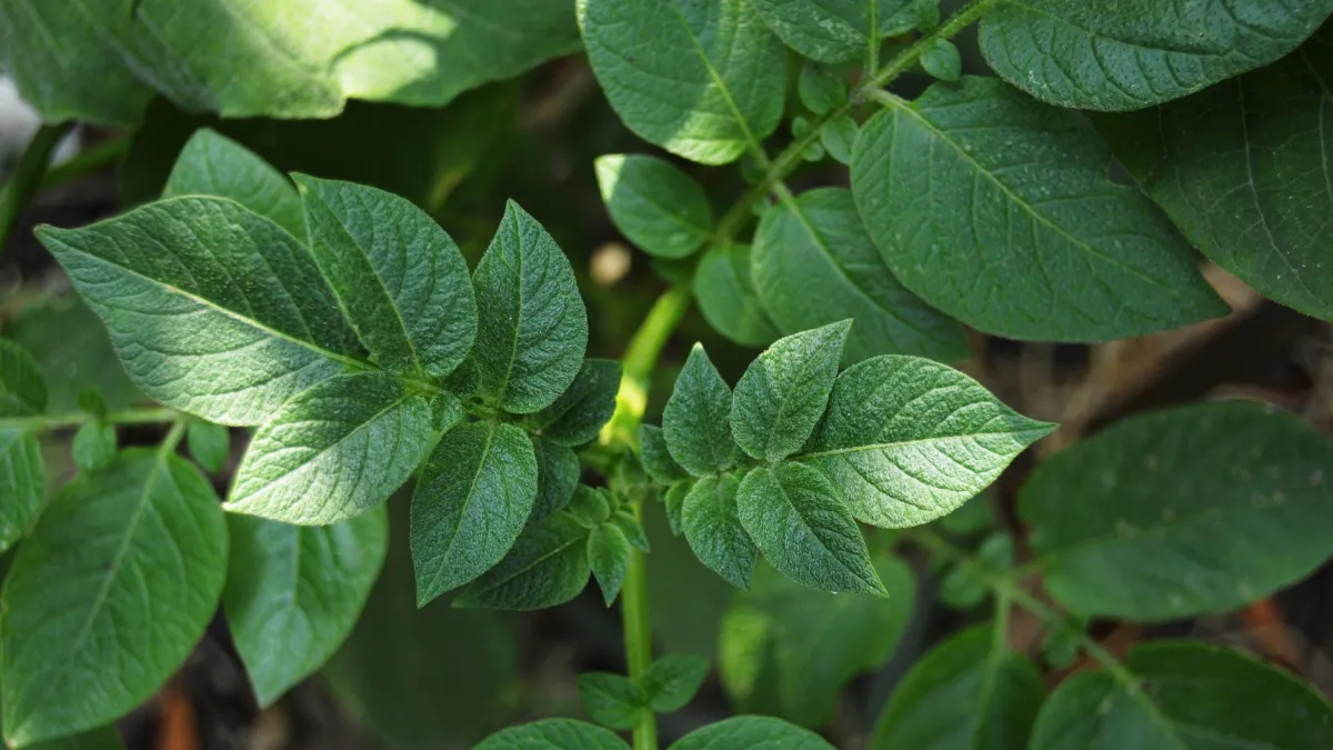 Planta de batata crescendo em um vaso de cerâmica em um ambiente externo ensolarado.