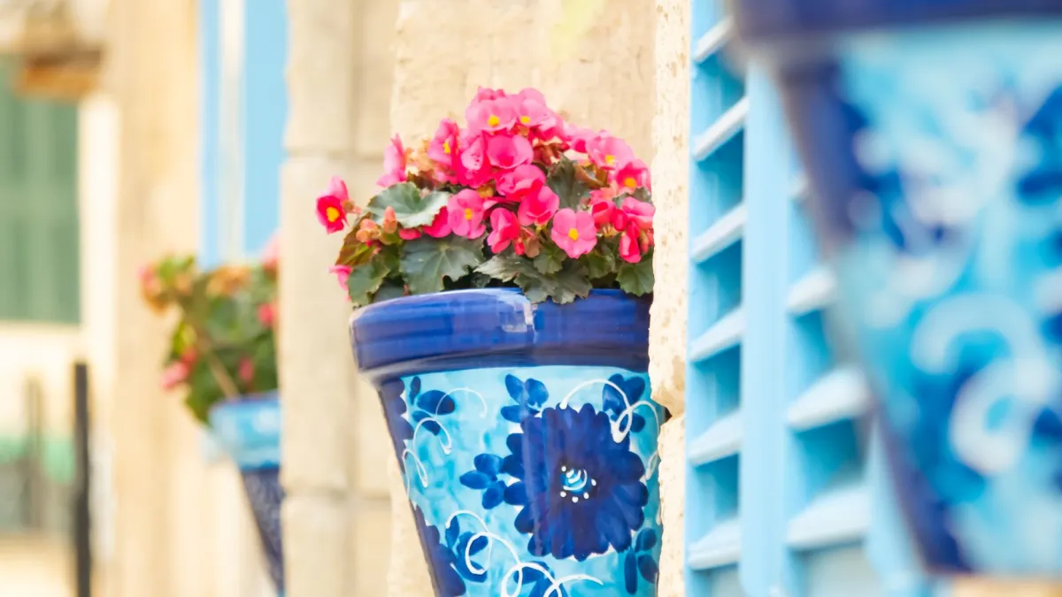 Planta de begônia com flores e folhas vibrantes em um vaso.