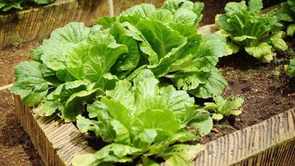 Planta de capim-limão crescendo em um canteiro de horta com outras ervas e vegetais ao redor.