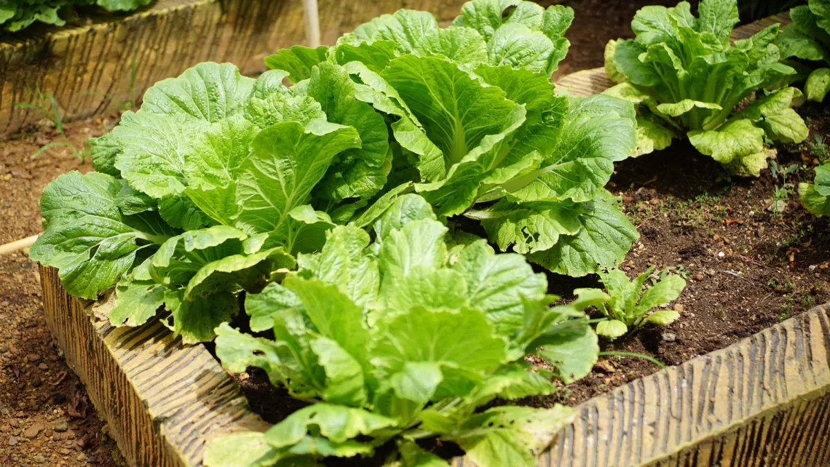 Planta de capim-limão crescendo em um canteiro de horta com outras ervas e vegetais ao redor.