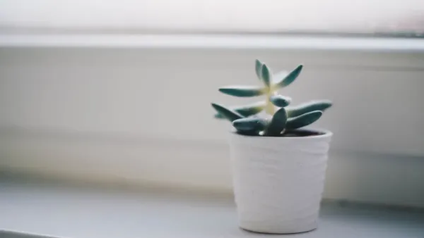 Planta de cebolinha crescendo em um vaso em uma janela ensolarada dentro de casa