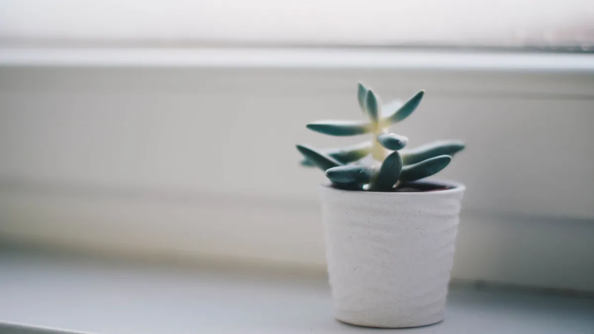 Planta de cebolinha crescendo em um vaso em uma janela ensolarada dentro de casa