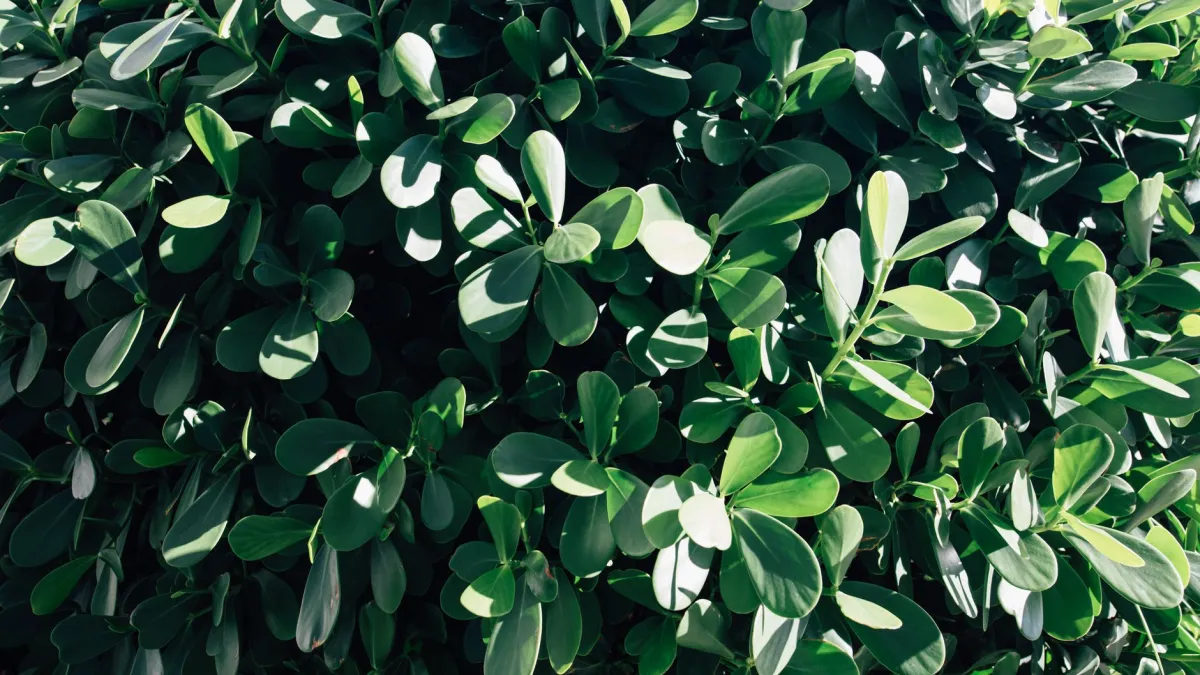 Planta de clúsia com folhagem verde vibrante e brilhante em um jardim bem cuidado.