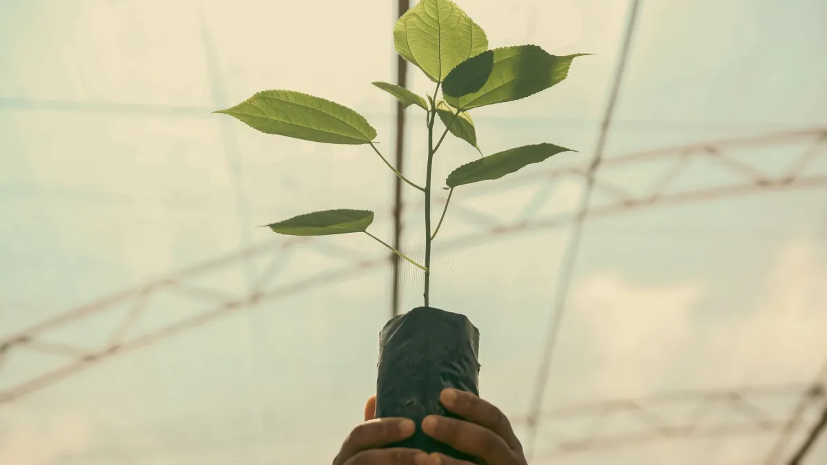 Planta de clúsia em um vaso com uma tela de sombreamento leve ao redor, protegendo-a do sol forte.