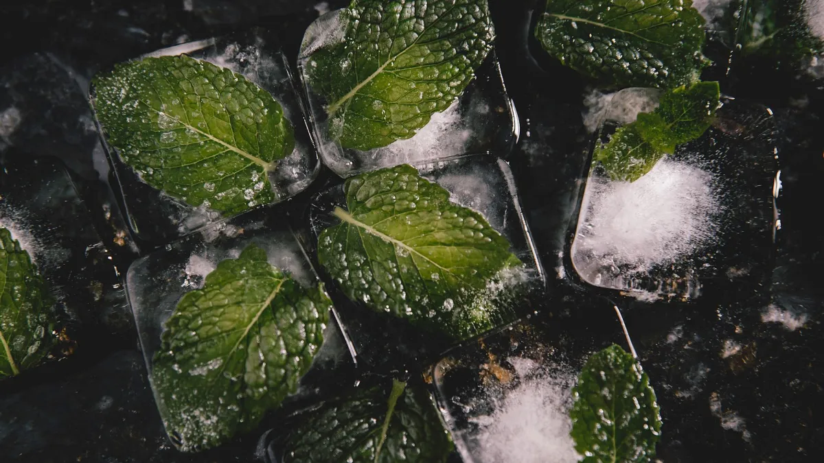 Planta de hortelã coberta com um tecido protetor de cor branca para evitar geadas.
