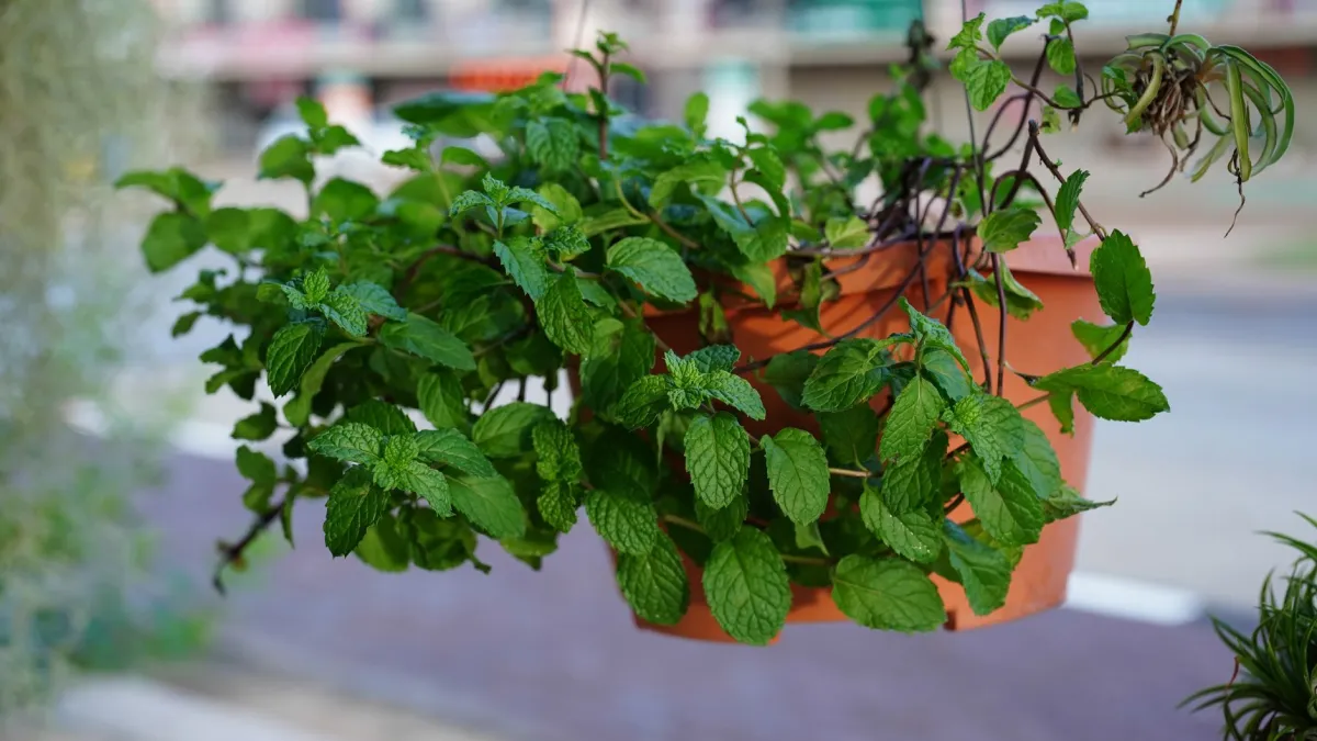 Planta de hortelã crescendo saudável em um vaso em uma janela