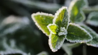 Planta de hortelã sendo protegida do frio com uma cobertura de tecido em um jardim.