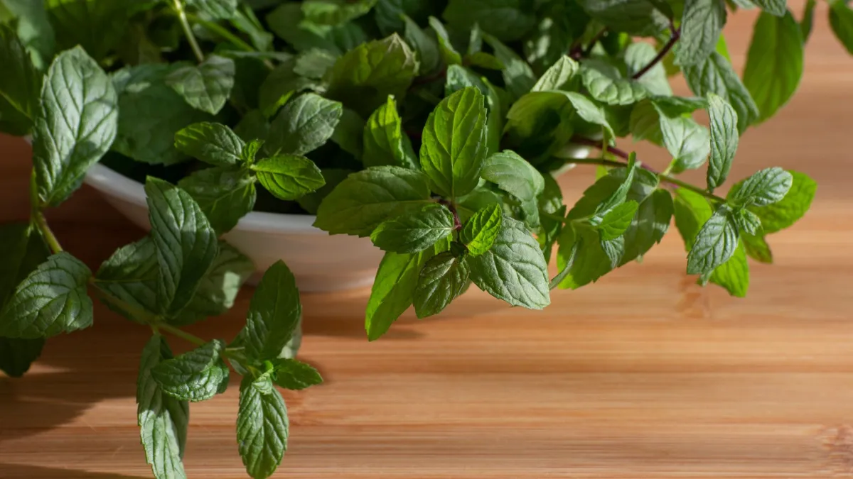 Planta de hortelã viçosa e cheia de folhas verdes em um vaso