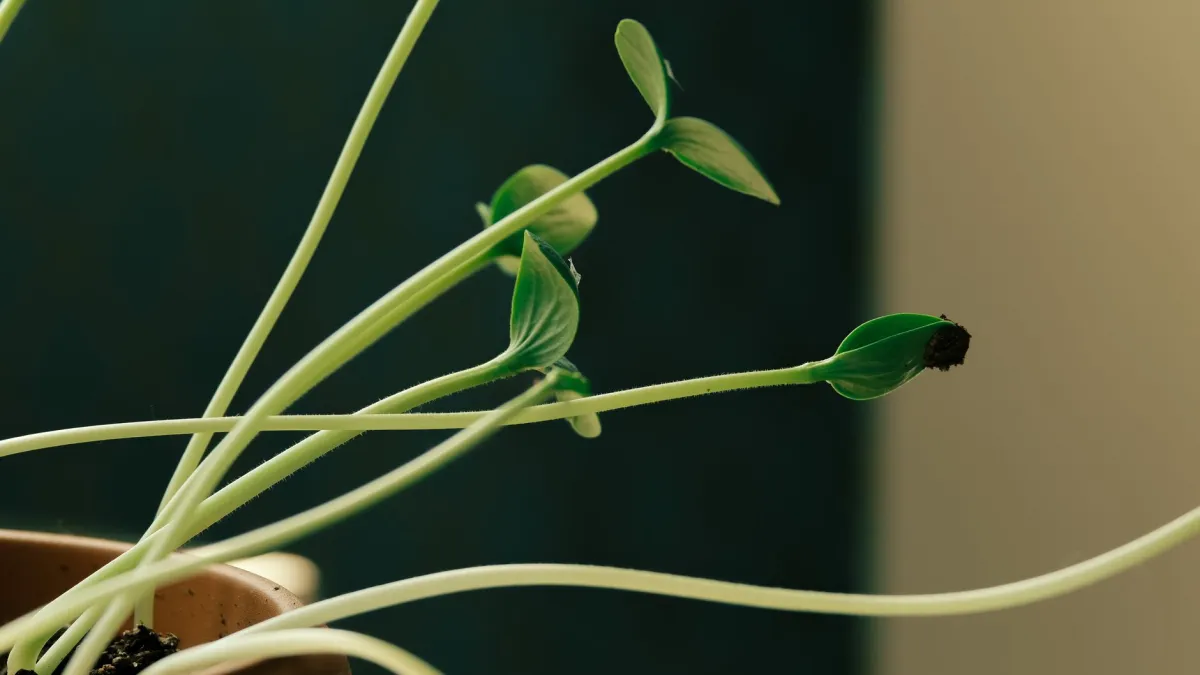 Planta de interior com caule fino e longo, com folhas espaçadas, indicando falta de luz.