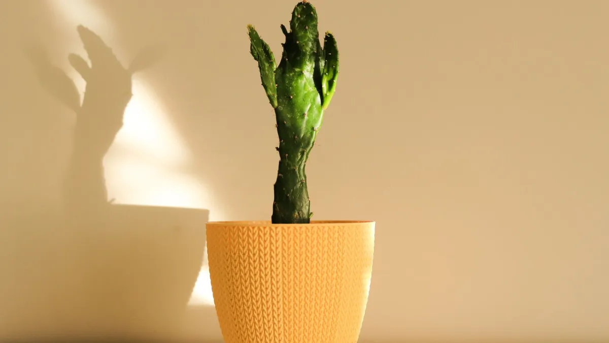 Planta de interior com folhas amareladas em um ambiente com pouca luz, indicando necessidade de mais iluminação.